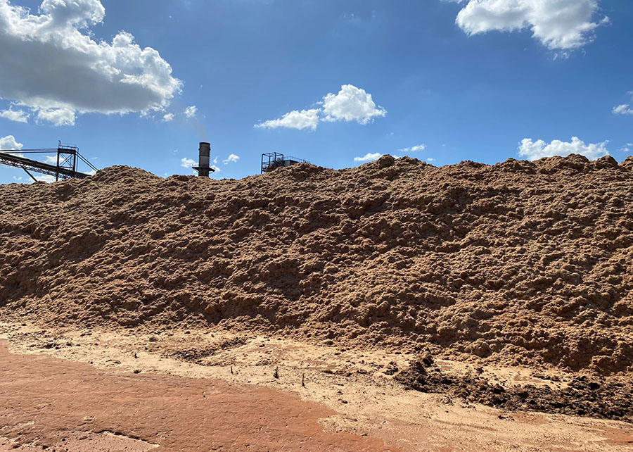CIÊNCIA AVANÇA NA PRODUÇÃO DE BIOMASSA PARA ENERGIA