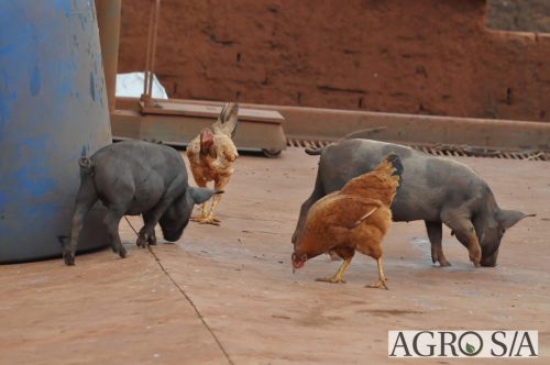 AGROEMAVI-248
