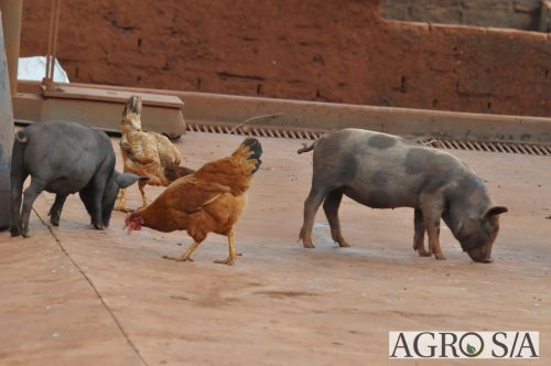 AGROEMAVI-249