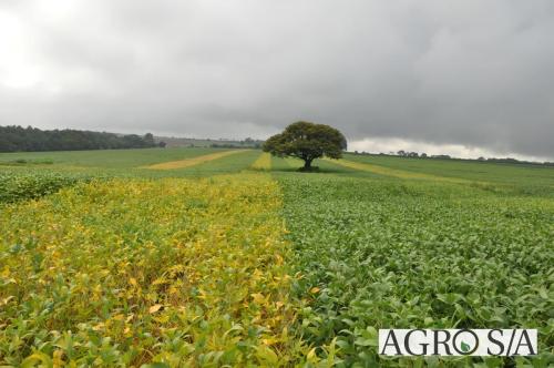 dedeagro-2024-282