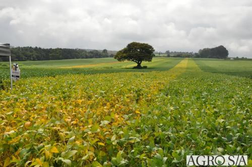 dedeagro-2024-335