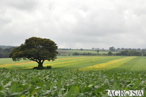 dedeagro-2024-339
