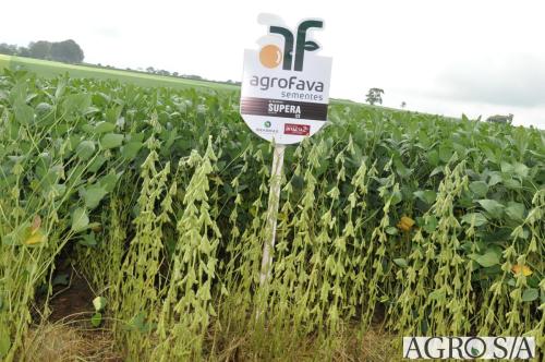dedeagro-2024-341
