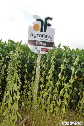 dedeagro-2024-342