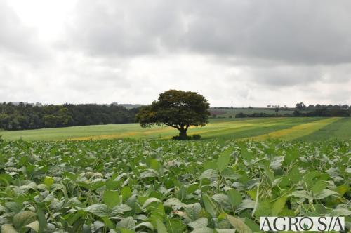 dedeagro-2024-374