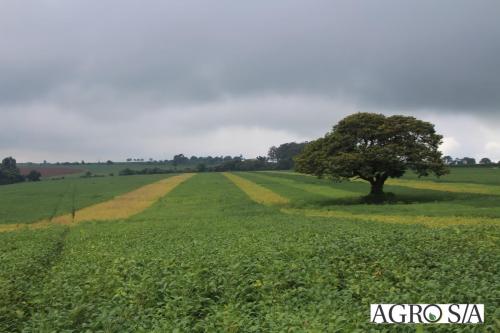 dedeagro-2024-4