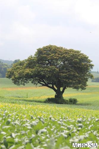 dedeagro-2024-75