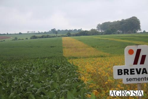 dedeagro-2024-94