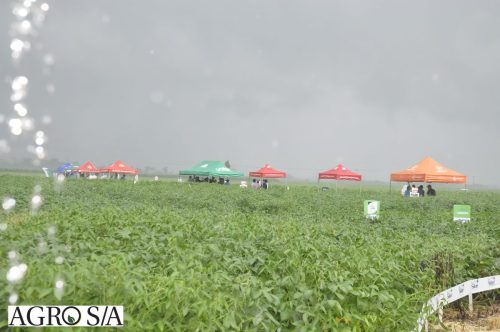 dedeagro-15