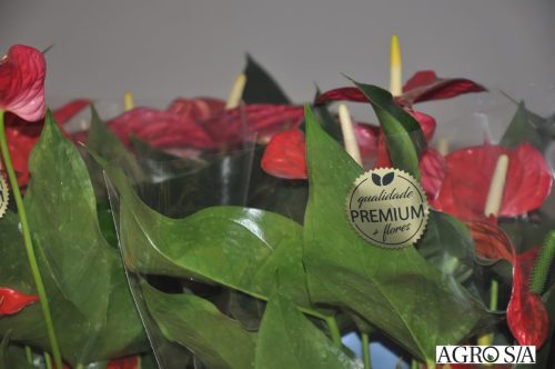 holambra-segundo-dia-101
