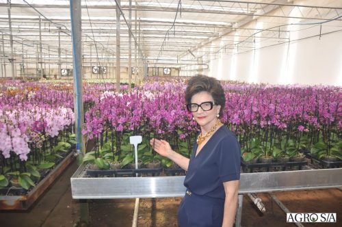 holambra-segundo-dia-56