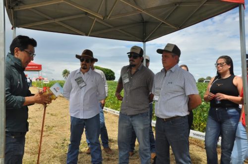 JERIQUARA-DEDEAGRO-220