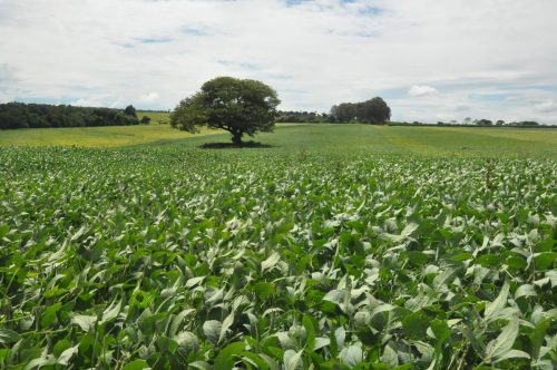 JERIQUARA-DEDEAGRO-221