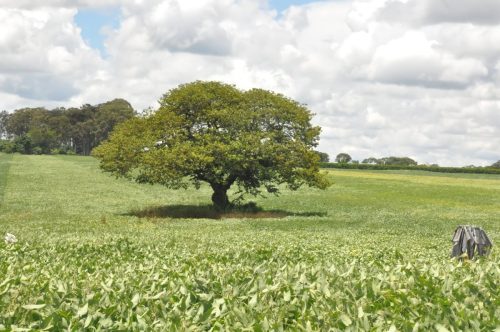 JERIQUARA-DEDEAGRO-287