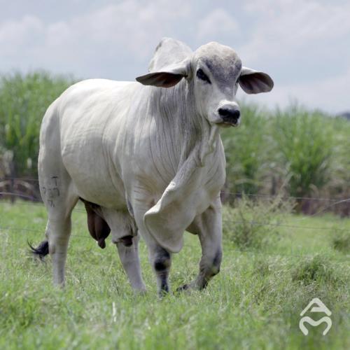 expozebu 2